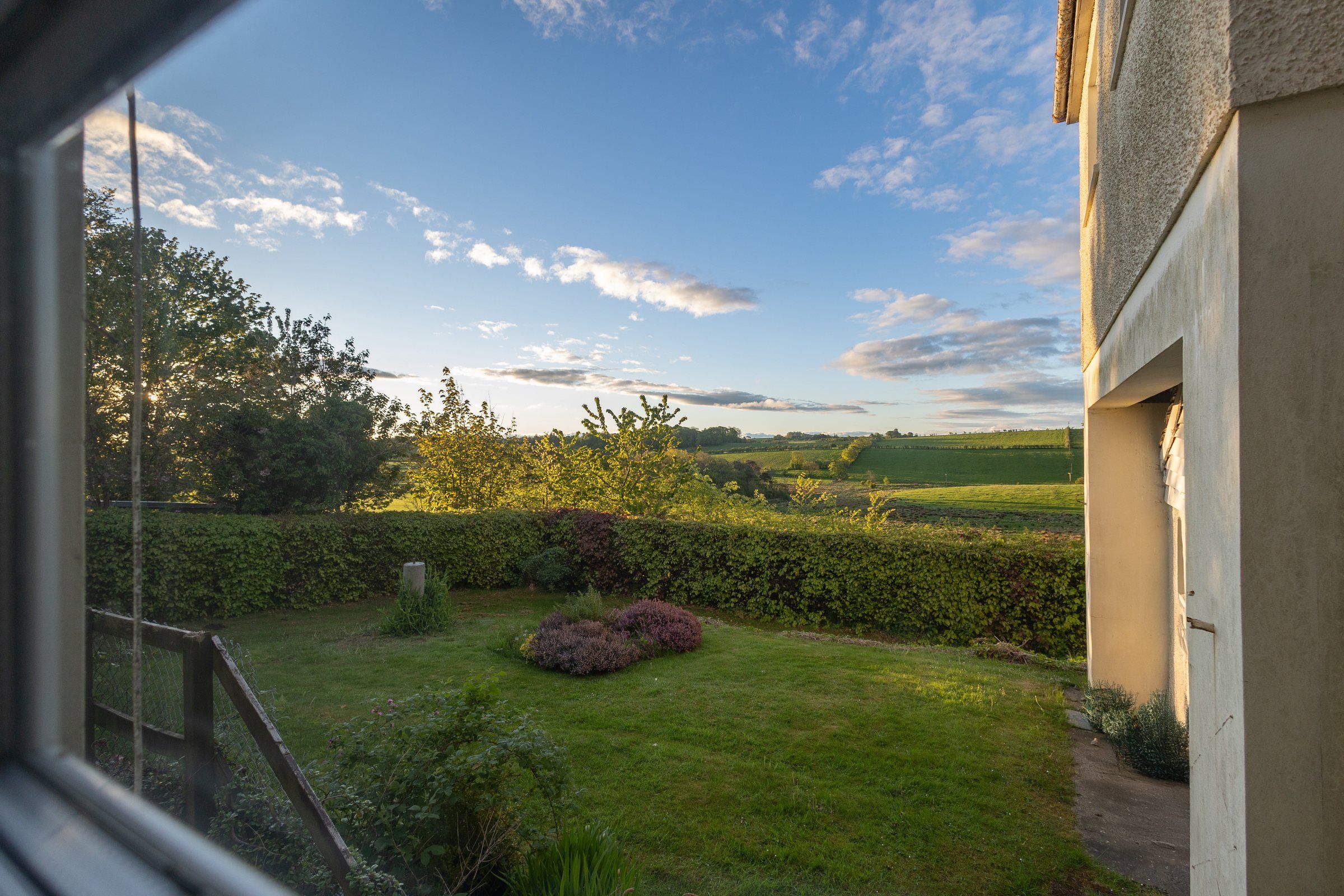 The cottage garden, its beech hedge and the Ayrshire fields in evening light